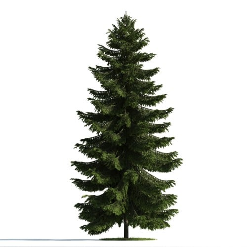 Tree 42 AM176 Archmodels
