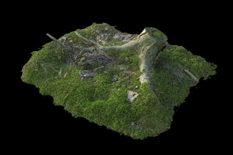 19 forest element