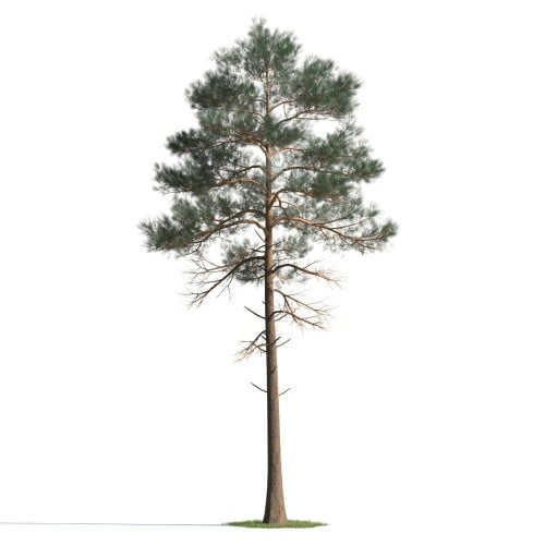 tree 75 AMC1