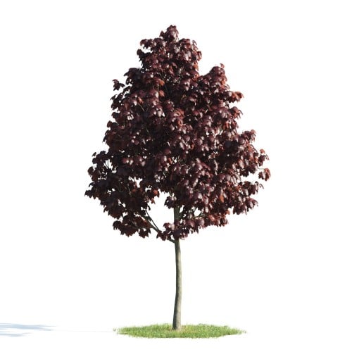 Tree 19 AM176 Archmodels