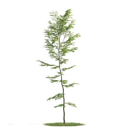 Tree 37 AM176 Archmodels