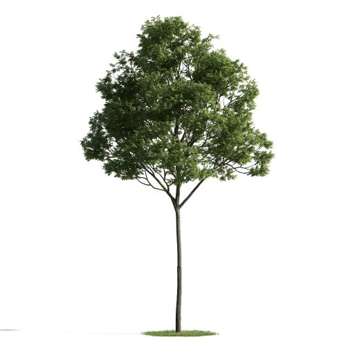 tree 38 AM163 Archmodels
