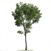 tree 89 AMC1