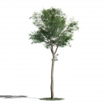 Tree 48 AM1 for Blender Archmodels