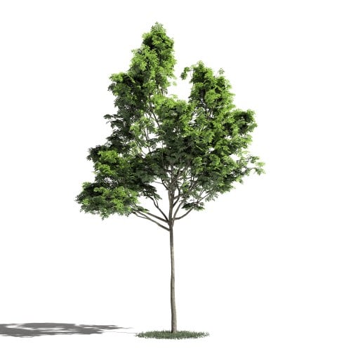 Tree 37 AM1 for Blender Archmodels