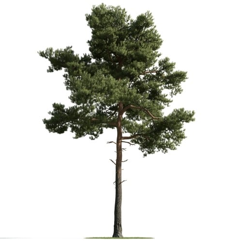 tree 35 AM163 Archmodels