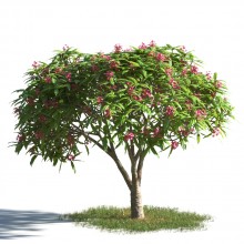tree 21 AMC1
