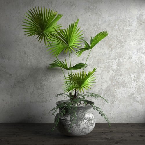 plant 24 AM173 Archmodels
