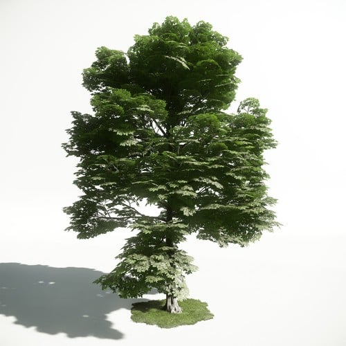 Tree 15 AM1 for CryEngine Archmodels