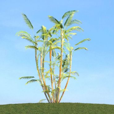Dypsis lutescens 75 AM113 Archmodels