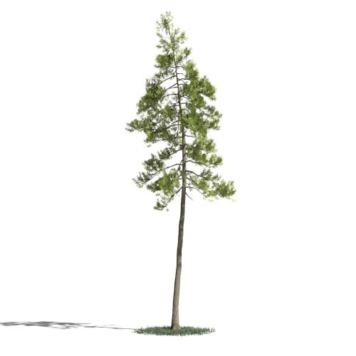 Tree 27 AM1 for Blender Archmodels