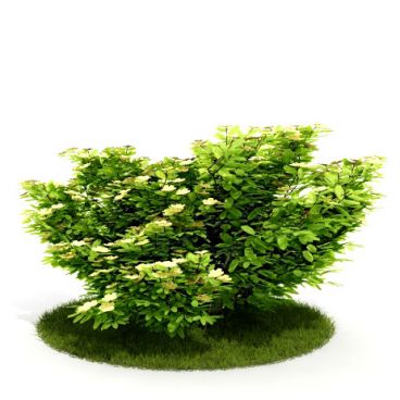 Plant 26 AM52 for Cinema4D Archmodels