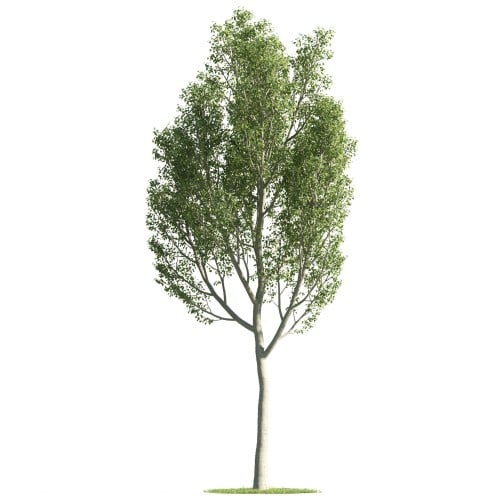 Tree 30 AM176 Archmodels