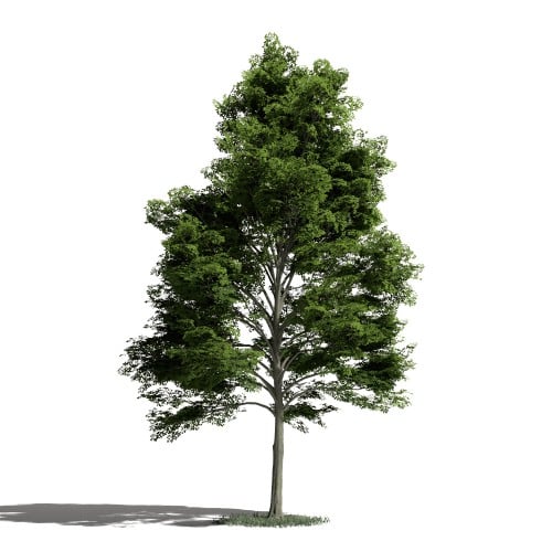 Tree 13 AM1 for Blender Archmodels