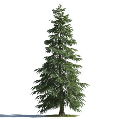 tree 86 AMC1