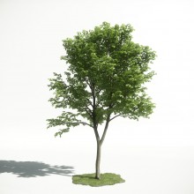 Tree 24 AM1 for CryEngine Archmodels