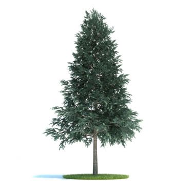 Picea abies Plant 50 AM58 Archmodels