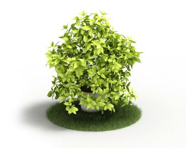 Plant 51 AM4 for Cinema4D Archmodels