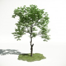 Tree 8 AM1 for CryEngine Archmodels
