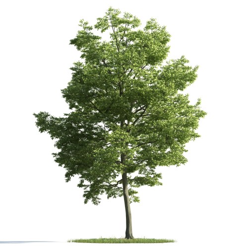 tree 24 AM163 Archmodels