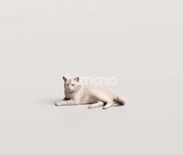3_Humano_2711_Pets_12
