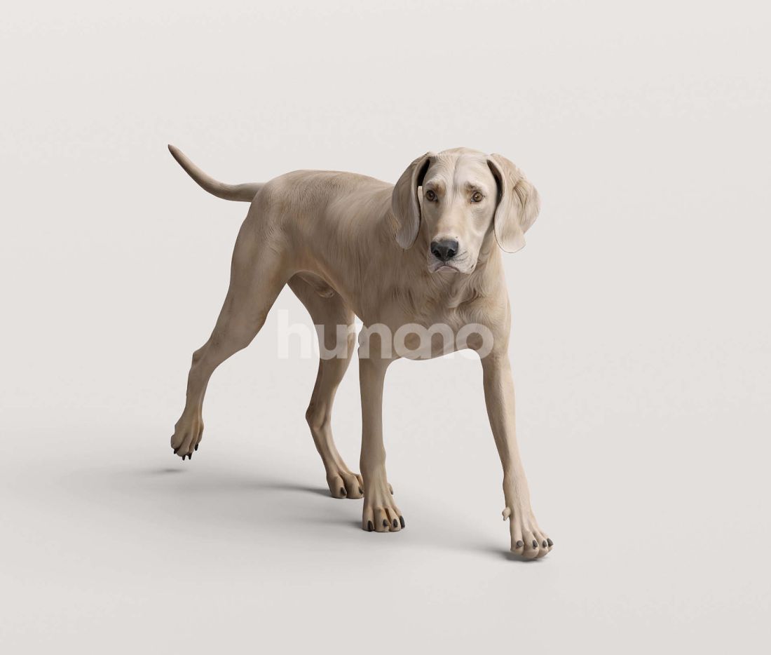 3_Humano_2711_Pets_1