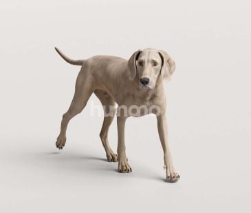 3_Humano_2711_Pets_1