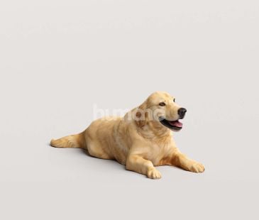 3_Humano_2711_Pets_5