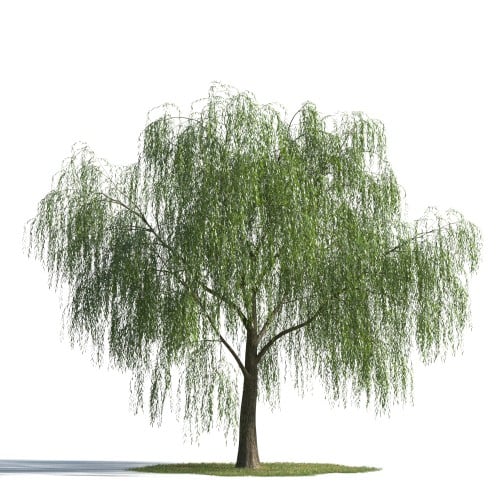 tree 43 AMC1