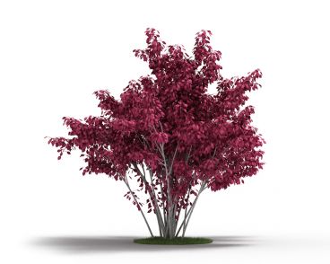 Plant 10 AM4 for Cinema4D Archmodels