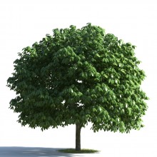 tree 30 AMC1