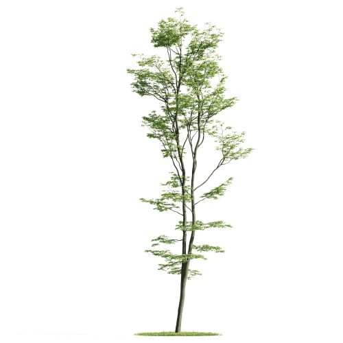 Tree 35 AM176 Archmodels