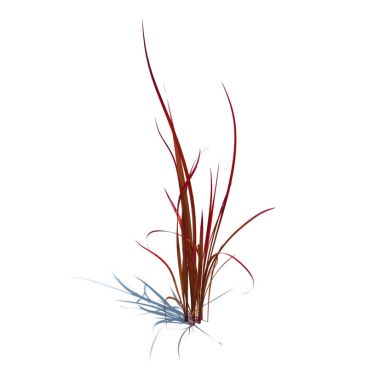 imperata cylindrica red baron 89 AM124 Archmodels