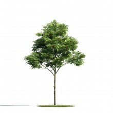 Tree 3 AM171 Archmodels