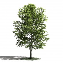 Tree 23 AM1 for Blender Archmodels