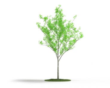 Plant 9 AM4 for Cinema4D Archmodels