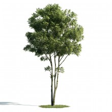 Tree 1 AM171 Archmodels