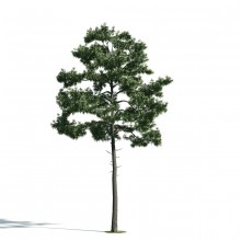 Tree 35 AM171 Archmodels
