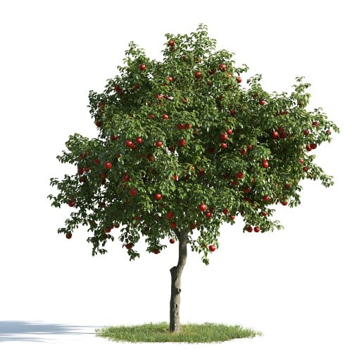 tree 9 AM163 Archmodels