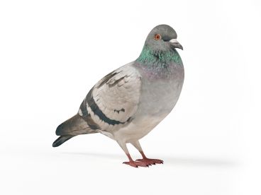 pigeon 8 AM83 Archmodels