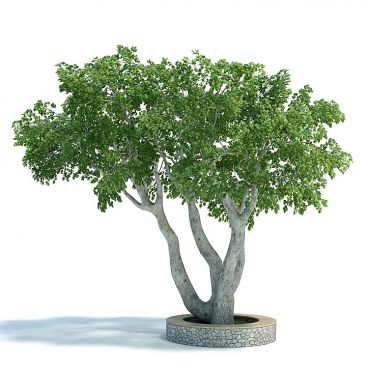 Ficus benjamina Plant 11 AM61 Archmodels