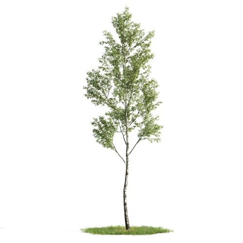 Tree 4 AM176 Archmodels