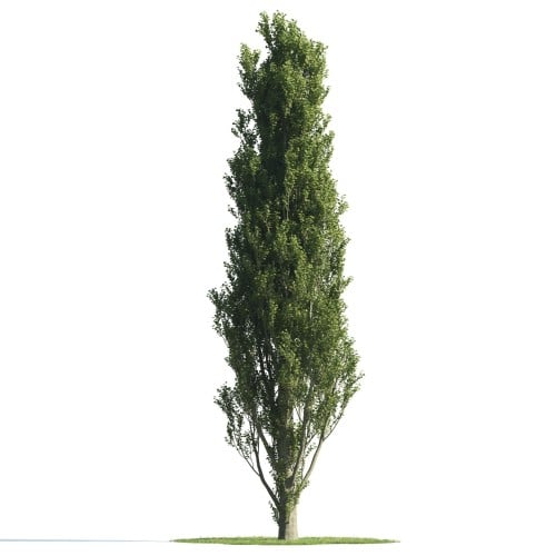 Tree 24 AM176 Archmodels