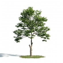 Tree 8 AM171 Archmodels