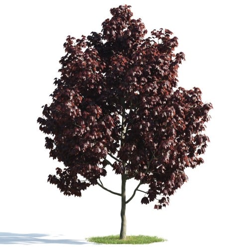Tree 20 AM176 Archmodels