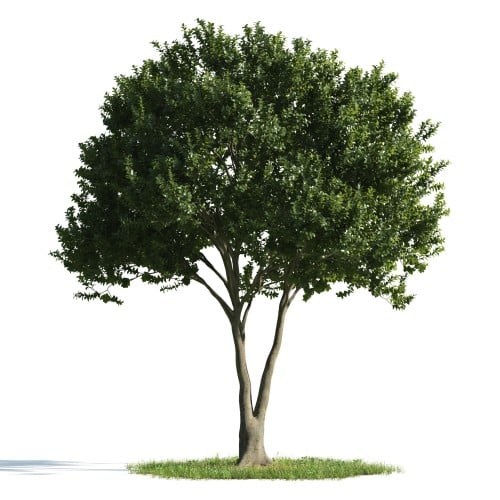 Tree 46 AM176 Archmodels