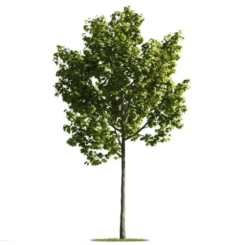 Tree 15 AM176 Archmodels