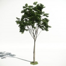 Tree 21 AM1 for CryEngine Archmodels