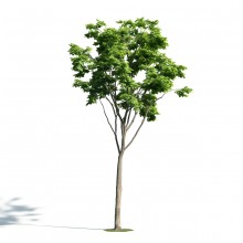 Tree 21 AM171 Archmodels