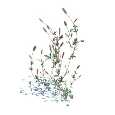 Trifolium arvense 45 AM126 Archmodels